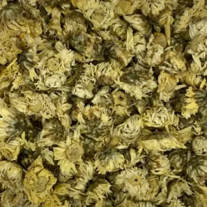 Chrysanthemum morifolium flower dry herb close-up