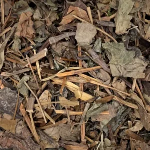 Houttuynia cordata dry herb close-up