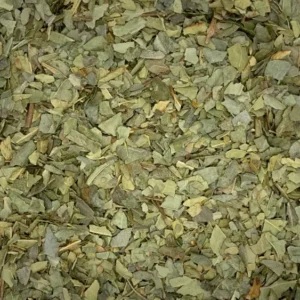 Peumus boldus boldo leaf dry herbs close-up