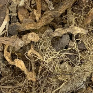 Polygonatum biflorum true solomon's seal whole root dry herb close-up