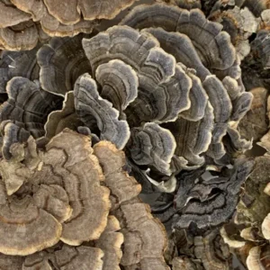 Trametes versicolor | turkey tail Dry Herb
