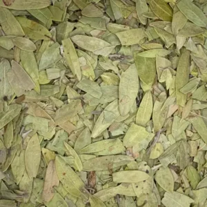 arctostaphylos uva-ursi dry herb close-up