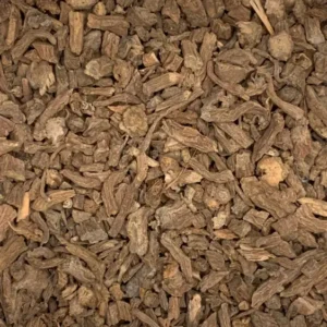 dipsacus fullonum teasel root dry herb close-up