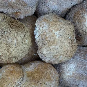 hericium erinaceus lion's mane mushroom dry herb close-up