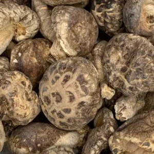 lentinus edodes shiitake mushrooms dry herb close-up