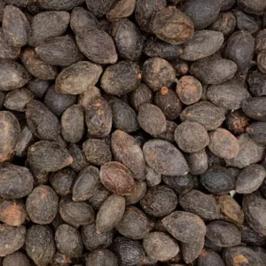 Serenoa repens | saw palmetto Dry Herb