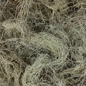 Usnea barbata | Old man's beard Dry Herb