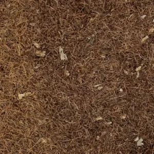Zea mays | cornsilk Dry Herb