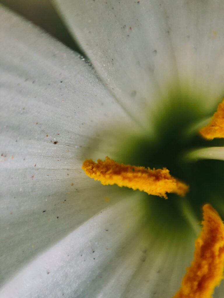 white spring flower close-up of flower petals and stamen with pollen dust for seasonal allergies blog post