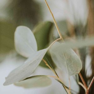 closeup of plant leaves against neutral background for roncys apothecary and clinic home page